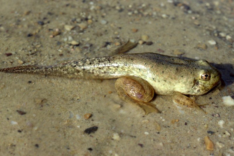 Bull frog tadpole-metamorph. Bull frog tadpole-metamorph. Credit: Jack Ray